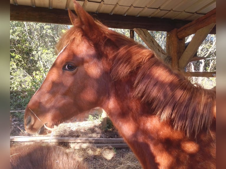 Poney New Forest Croisé Jument 1 Année 148 cm Alezan in Belvézet