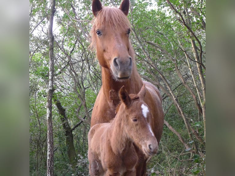 Poney New Forest Croisé Jument 1 Année 148 cm Alezan in Belvézet