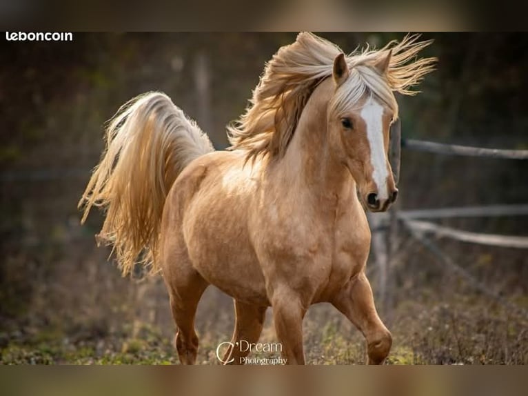 Poney New Forest Croisé Jument 1 Année 148 cm Alezan in Belvézet