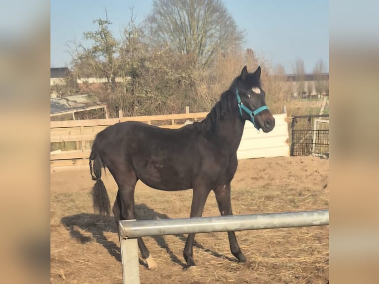 Poney New Forest Croisé Jument 1 Année 149 cm Bai brun in Lopik