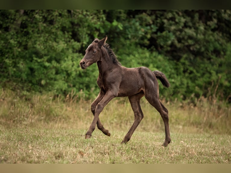 Poney New Forest Jument 1 Année Bai brun in Pentling