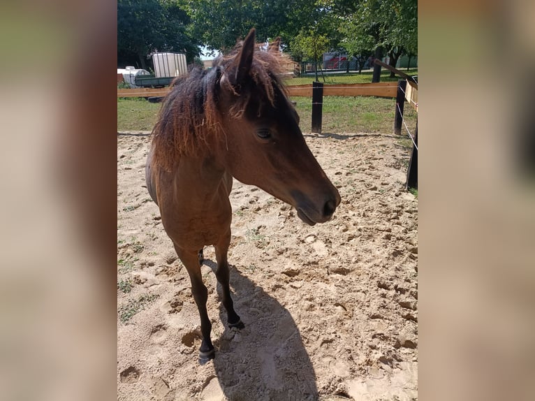 Poney New Forest Jument 1 Année  in Hohen Pritz