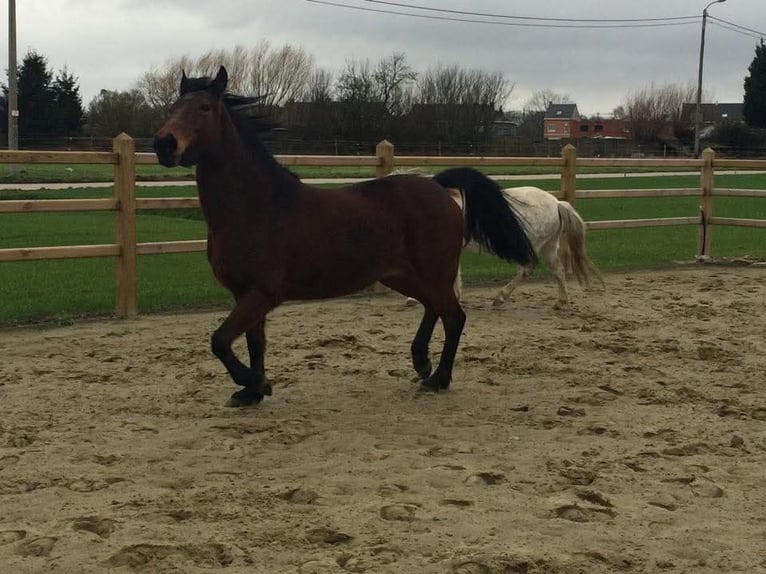 Poney New Forest Jument 20 Ans 147 cm Bai in Willebroek