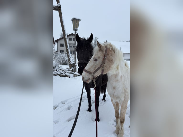 Poney New Forest Croisé Jument 21 Ans 135 cm Tobiano-toutes couleurs in Ried