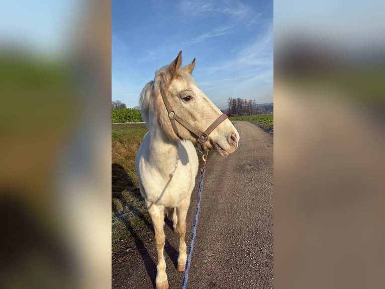 Poney New Forest Croisé Jument 21 Ans 135 cm Tobiano-toutes couleurs in Ried