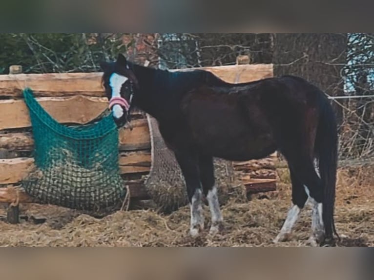 Poney New Forest Jument 25 Ans 146 cm Bai in Rhauderfehn