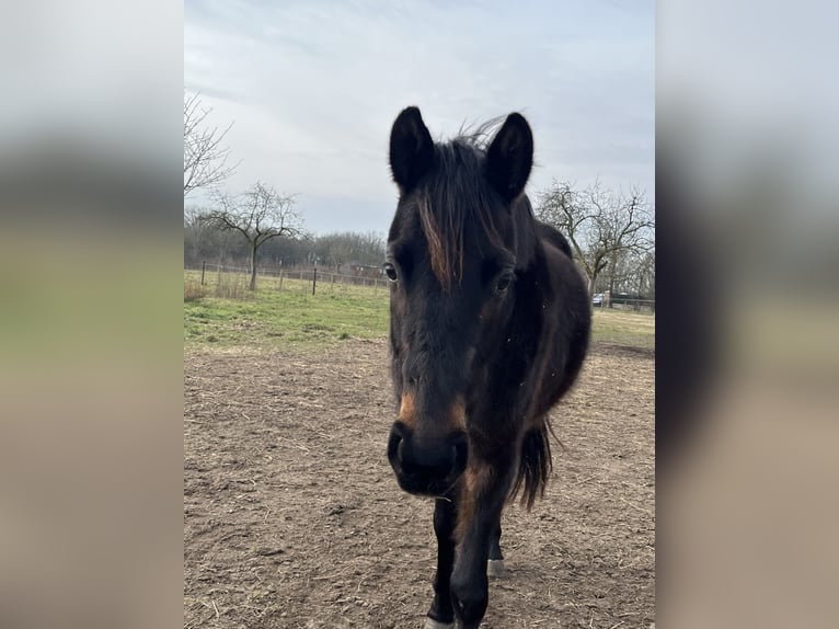 Poney New Forest Croisé Jument 3 Ans 130 cm Bai brun foncé in Swalmen