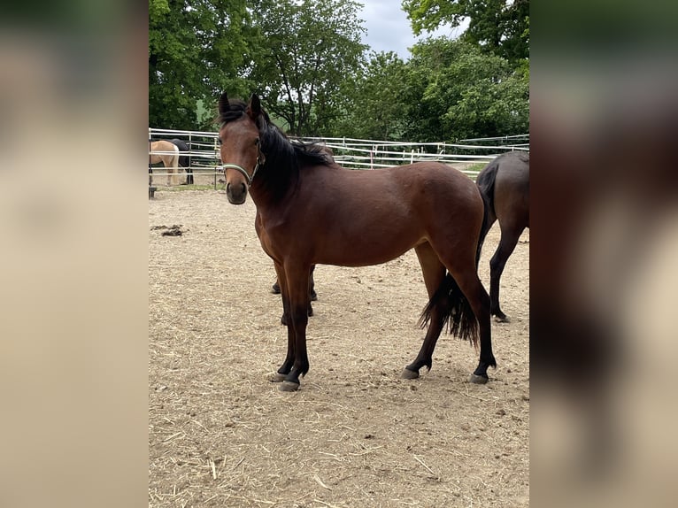 Poney New Forest Jument 3 Ans 136 cm Bai in Pentling