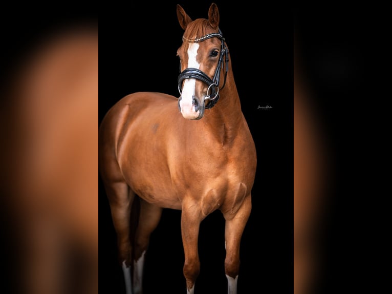 Poney New Forest Jument 3 Ans 140 cm  in Anhausen