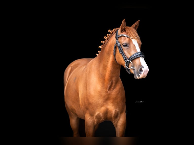 Poney New Forest Jument 3 Ans 140 cm  in Anhausen