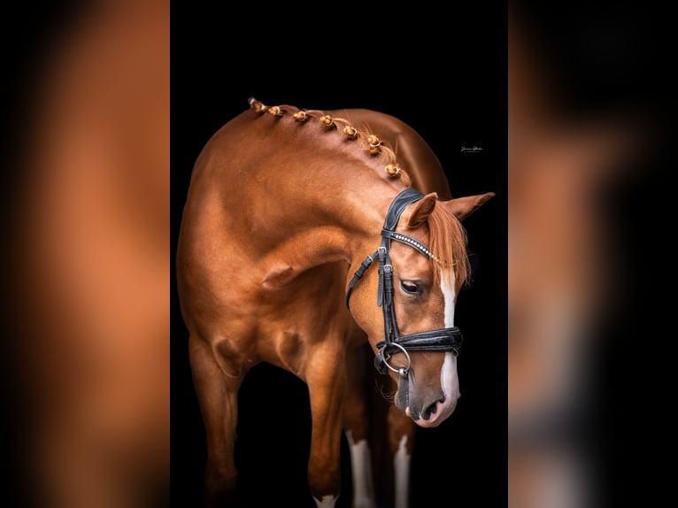 Poney New Forest Jument 3 Ans 140 cm  in Anhausen
