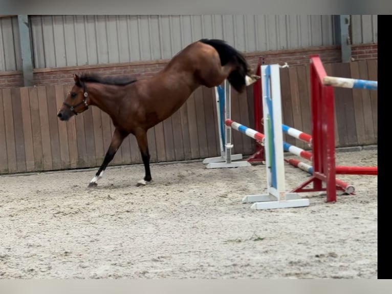 Poney New Forest Jument 3 Ans 146 cm Bai in Zieuwent