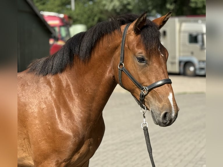 Poney New Forest Jument 3 Ans 146 cm Bai in Zieuwent