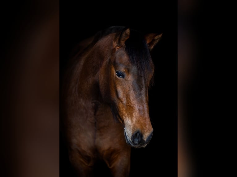 Poney New Forest Jument 3 Ans 148 cm Bai in Abtenau