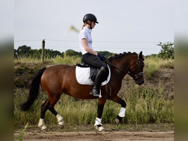 Poney New Forest Croisé Jument 4 Ans 123 cm Bai in Lunteren