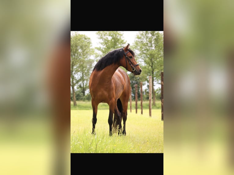 Poney New Forest Jument 5 Ans 129 cm Bai in Leeuwarden