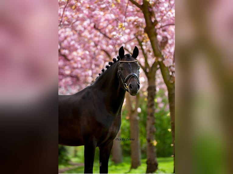 Poney New Forest Croisé Jument 5 Ans 140 cm Bai in Haps