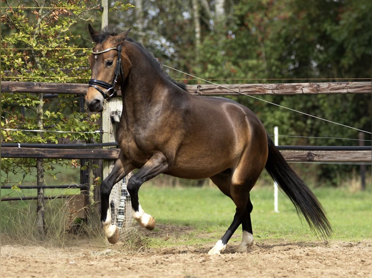 Poney New Forest Jument 5 Ans 143 cm Bai brun in Gaanderen