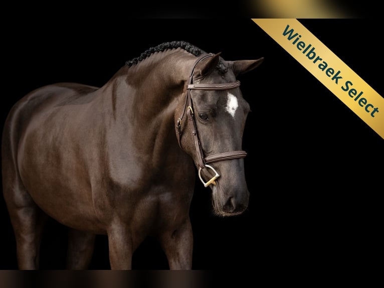 Poney New Forest Jument 5 Ans 145 cm Noir in Oost West en Middelbeers