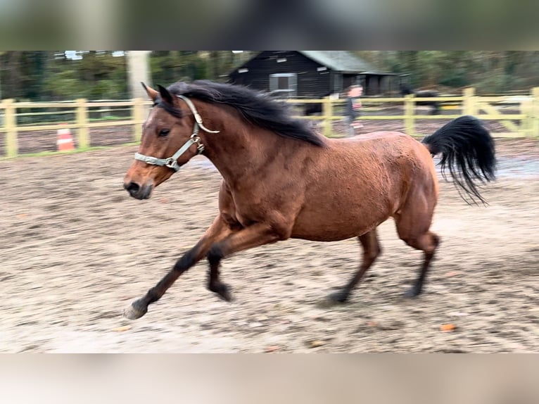 Poney New Forest Jument 5 Ans 148 cm Bai in Steensel