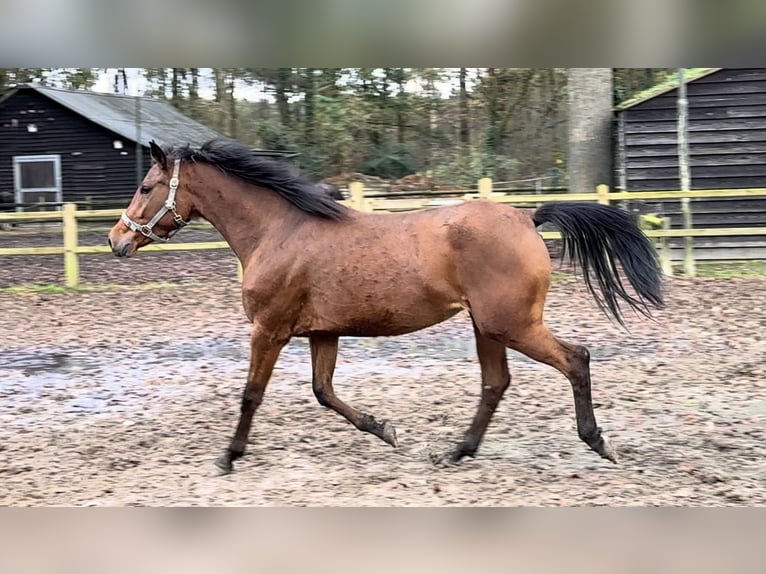 Poney New Forest Jument 5 Ans 148 cm Bai in Steensel