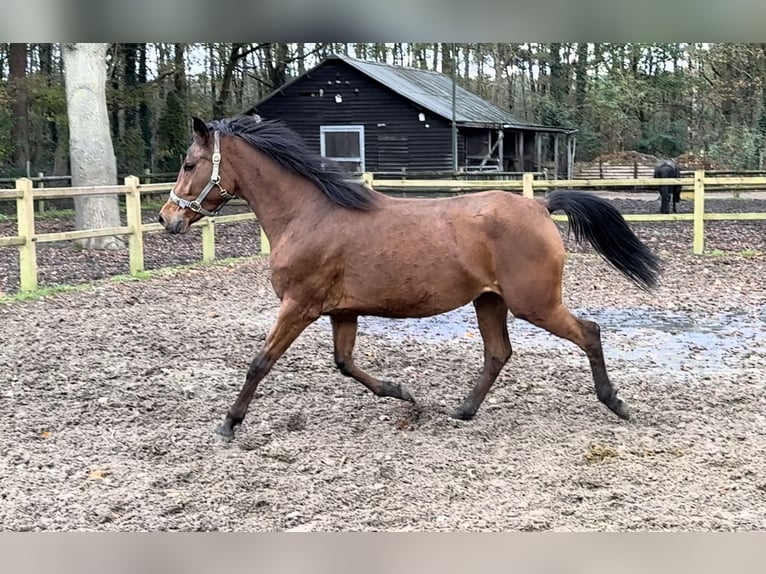 Poney New Forest Jument 5 Ans 148 cm Bai in Steensel