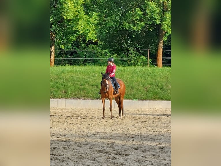 Poney New Forest Jument 5 Ans 163 cm Bai clair in Seelitz