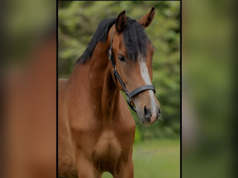 Poney New Forest Jument 5 Ans 163 cm Bai clair in Seelitz