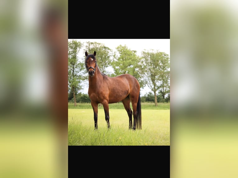 Poney New Forest Jument 6 Ans 129 cm Bai in Leeuwarden