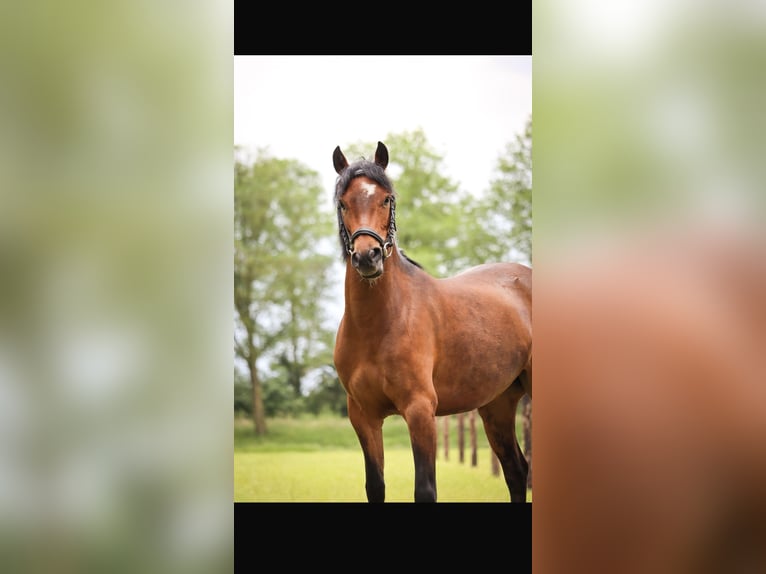 Poney New Forest Jument 6 Ans 129 cm Bai in Leeuwarden