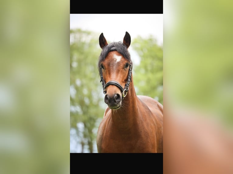 Poney New Forest Jument 6 Ans 129 cm Bai in Leeuwarden