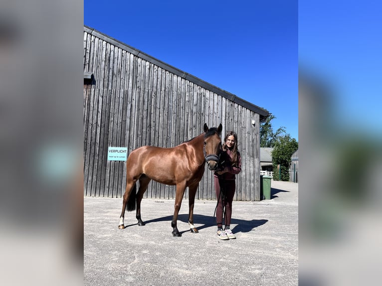 Poney New Forest Jument 6 Ans 135 cm Bai in Kuringen