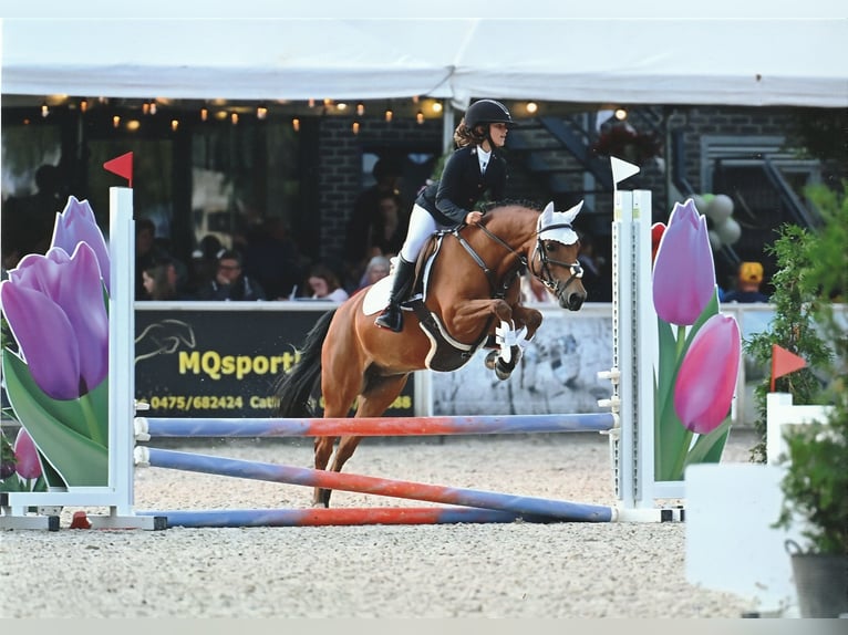 Poney New Forest Jument 6 Ans 135 cm Bai in Kuringen