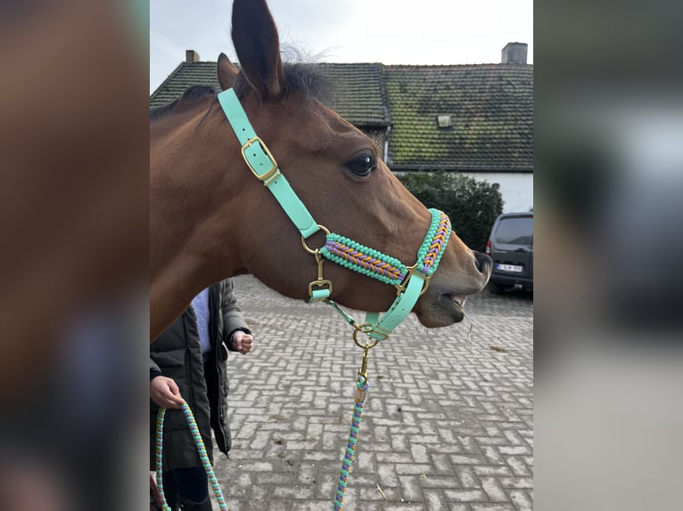 Poney New Forest Jument 6 Ans 135 cm Bai in Kuringen