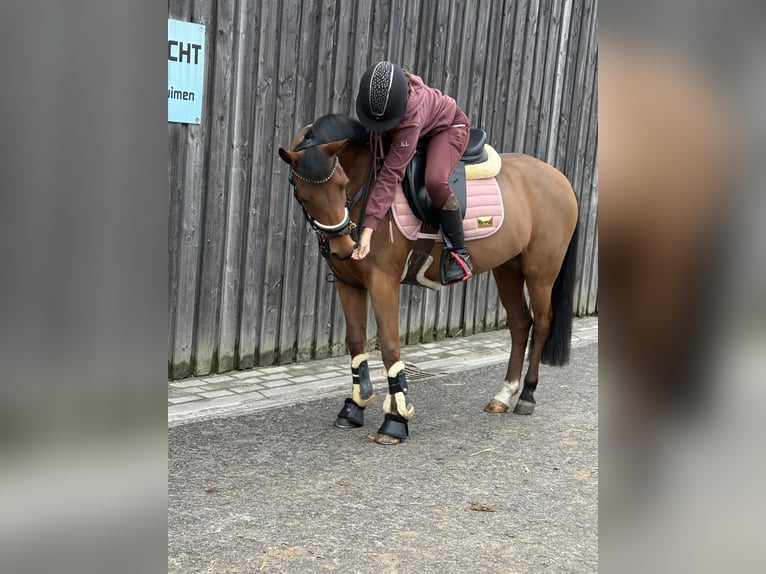 Poney New Forest Jument 6 Ans 135 cm Bai in Kuringen