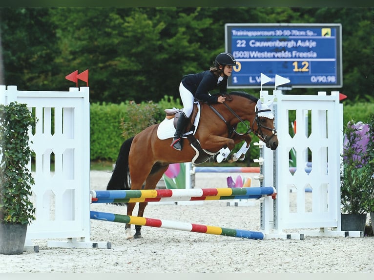Poney New Forest Jument 6 Ans 135 cm Bai in Kuringen
