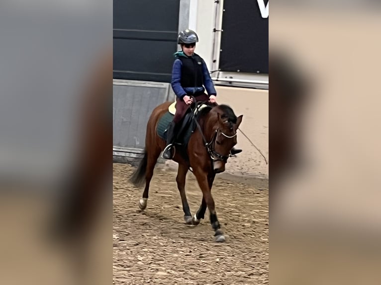 Poney New Forest Jument 6 Ans 135 cm Bai in Kuringen