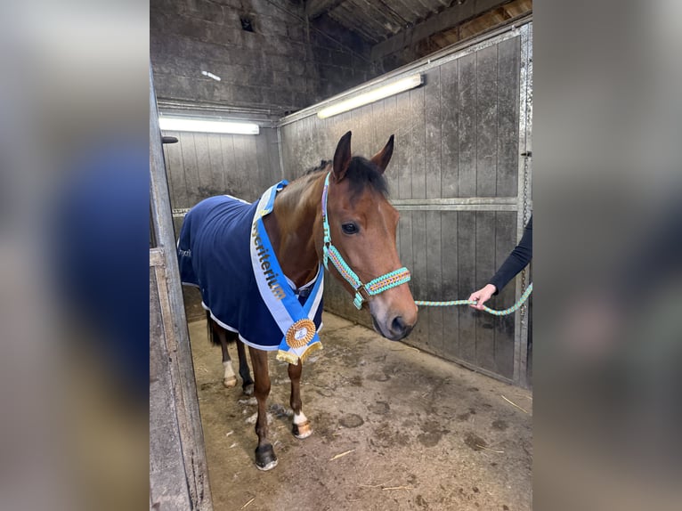 Poney New Forest Jument 6 Ans 135 cm Bai in Kuringen