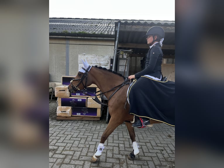 Poney New Forest Jument 6 Ans 135 cm Bai in Kuringen