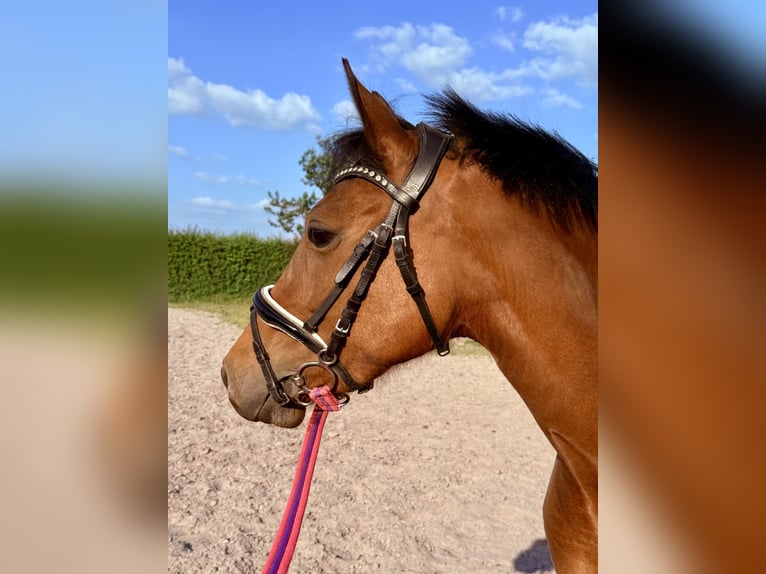 Poney New Forest Jument 6 Ans 135 cm Bai in Kuringen