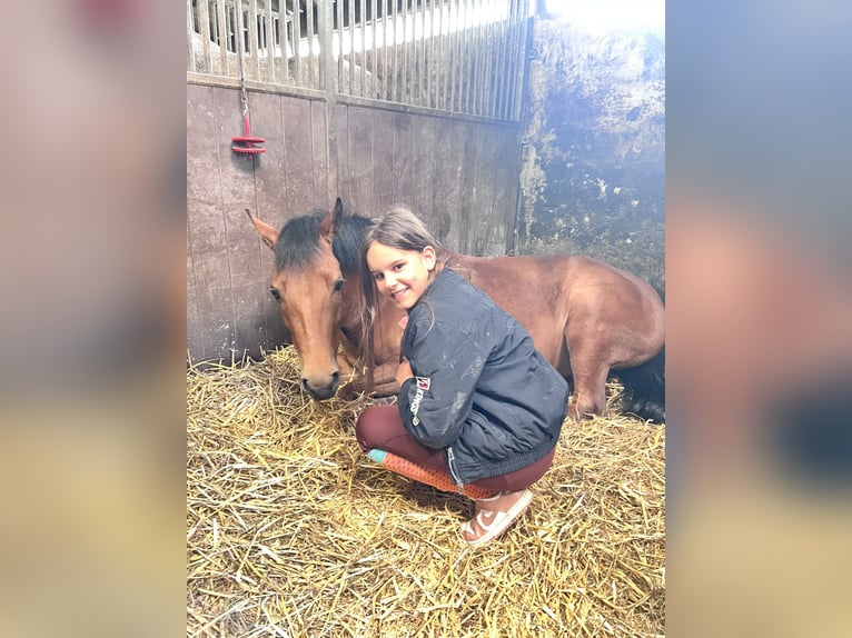 Poney New Forest Jument 6 Ans 135 cm Bai in Kuringen