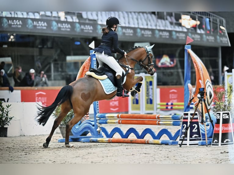 Poney New Forest Jument 6 Ans 135 cm Bai in Kuringen