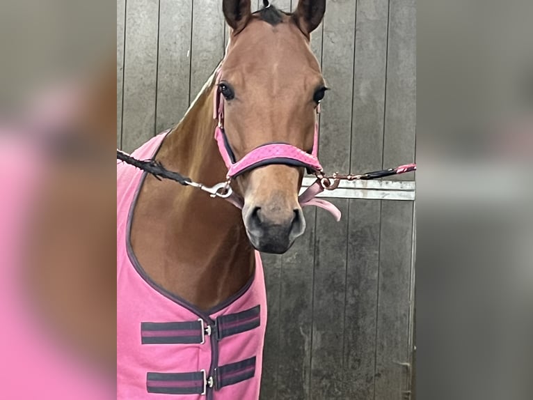Poney New Forest Jument 6 Ans 135 cm Bai in Kuringen