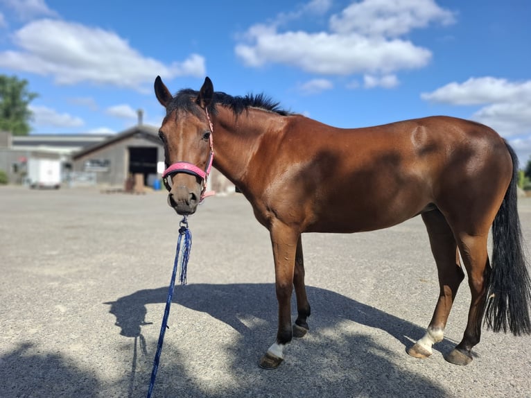Poney New Forest Jument 6 Ans 135 cm Bai in Kuringen