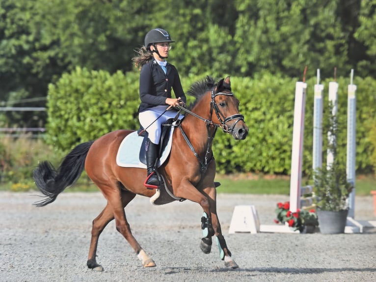Poney New Forest Jument 6 Ans 135 cm Bai in Kuringen