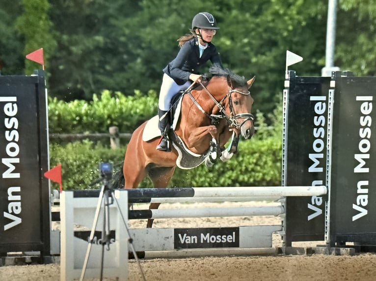 Poney New Forest Jument 6 Ans 135 cm Bai in Kuringen