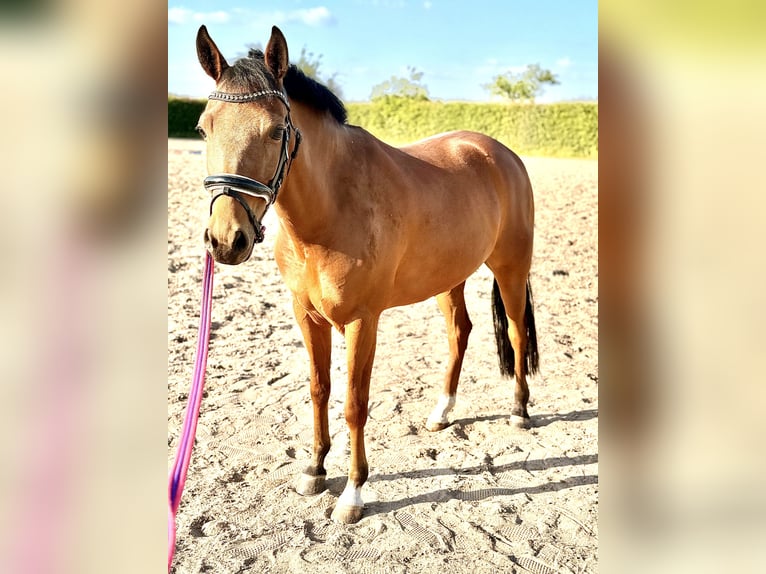Poney New Forest Jument 6 Ans 135 cm Bai in Kuringen