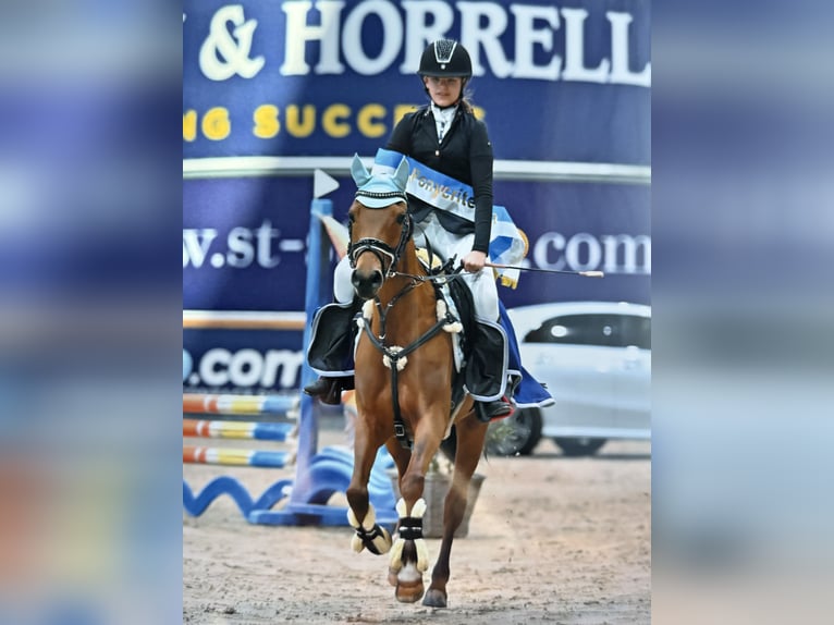 Poney New Forest Jument 6 Ans 135 cm Bai in Kuringen