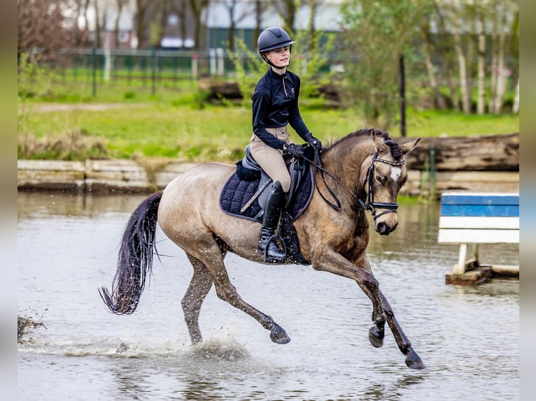 Poney New Forest Jument 6 Ans 144 cm Isabelle in Gilze