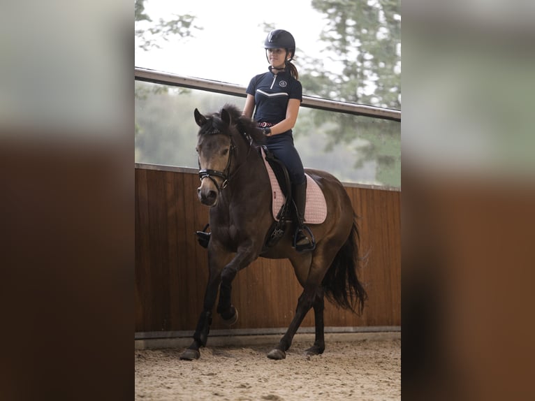 Poney New Forest Jument 6 Ans 145 cm in Moergestel